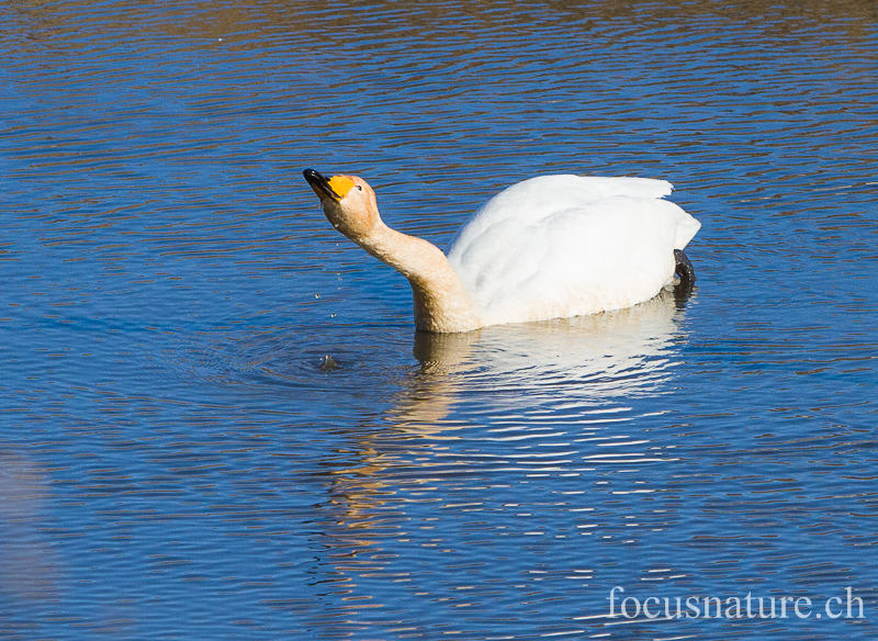 Cygne chanteur 7133.jpg - Cygne chanteur, Cygnus cygnus, Whooper Swan (Hornborgasjön, Suède, avril 2013)